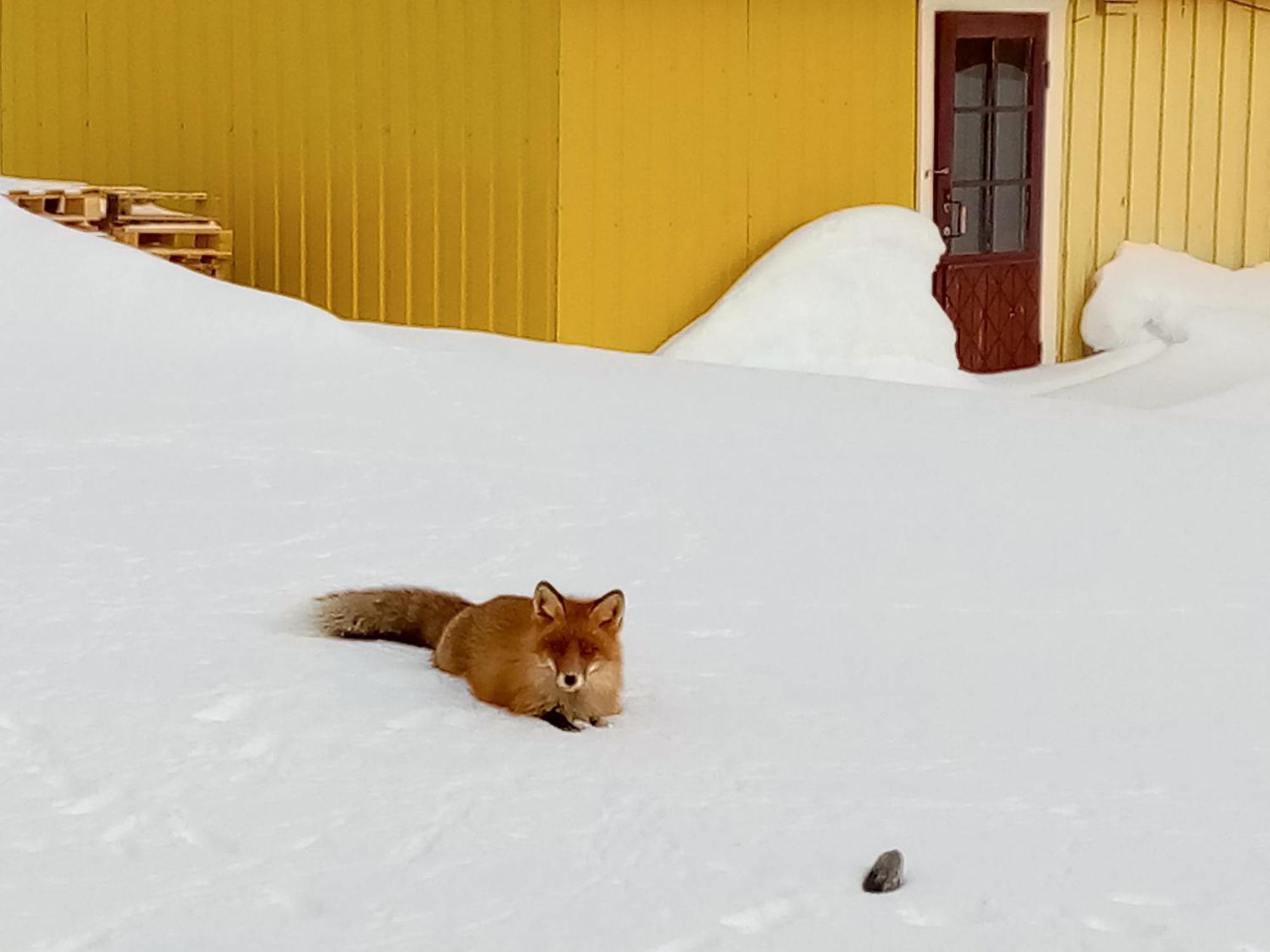 Kongsfjord Holiday Home Eksteriør billede